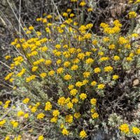 Eriophyllum confertiflorum - golden yarrow
