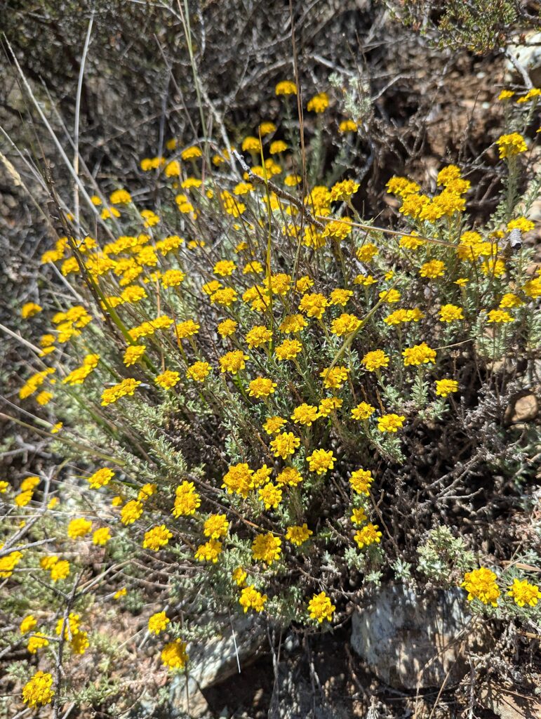 Eriophyllum confertiflorum - golden yarrow