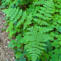 Dryopteris expansa