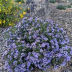 Symphyotrichum (Aster) chilense 'Plumas Purple' - California aster