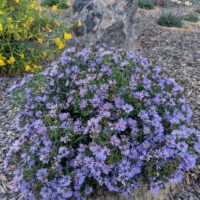Symphyotrichum (Aster) chilense 'Plumas Purple' - California aster