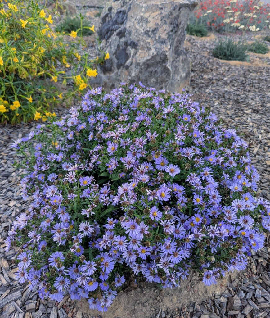 Symphyotrichum (Aster) chilense 'Plumas Purple' - California aster