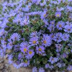 Symphyotrichum (Aster) chilense 'Plumas Purple' - California aster