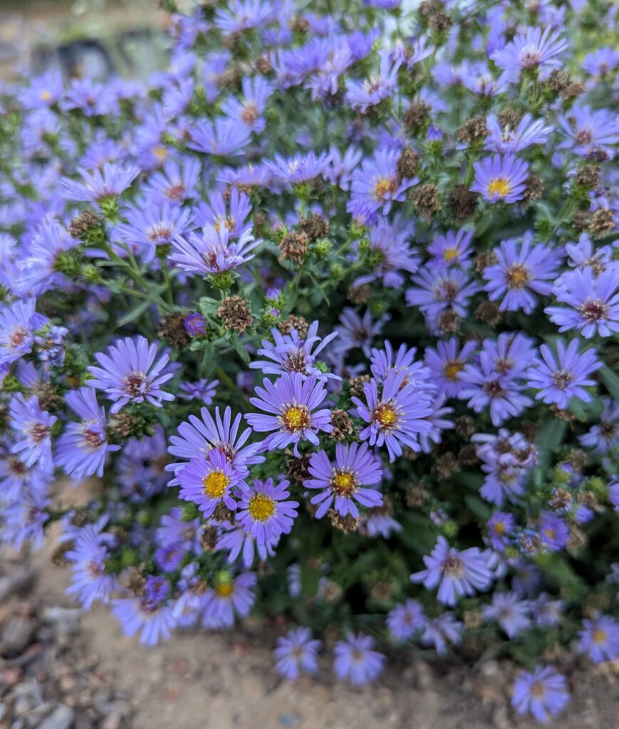 Symphyotrichum (Aster) chilense 'Plumas Purple' - California aster
