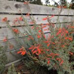 Epilobium canum 'Carman's Grey' - California fuchsia