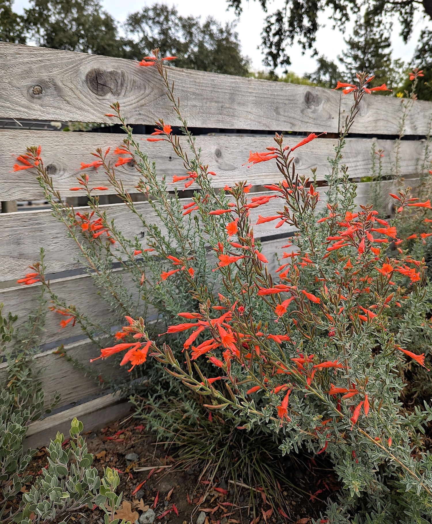 熱帯植物　ガランサルムsp.シンタン　赤脈 Epilobium canum 'Carman's Grey' - California Flora Nursery