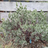 Arctostaphylos montana ssp. montana ‘Lagunitas Grey’