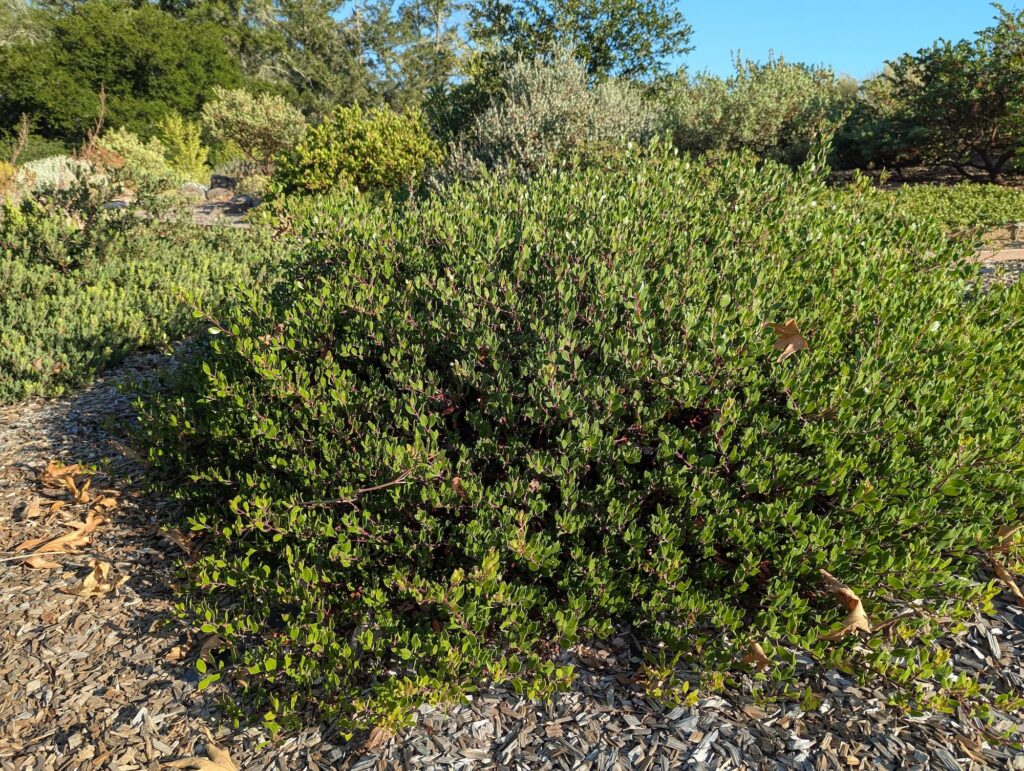 Arctostaphylos hookeri 'Ken Taylor' - Hooker's manzanita