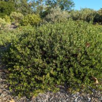 Arctostaphylos hookeri ‘Ken Taylor’
