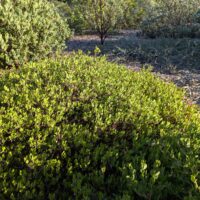 Arctostaphylos hookeri ‘Harry Roberts’