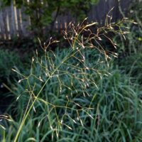 Stipa hymenoides - sand rice grass
