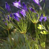 Triteleia laxa ‘Queen Fabiola’