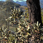 Quercus durata - leather oak