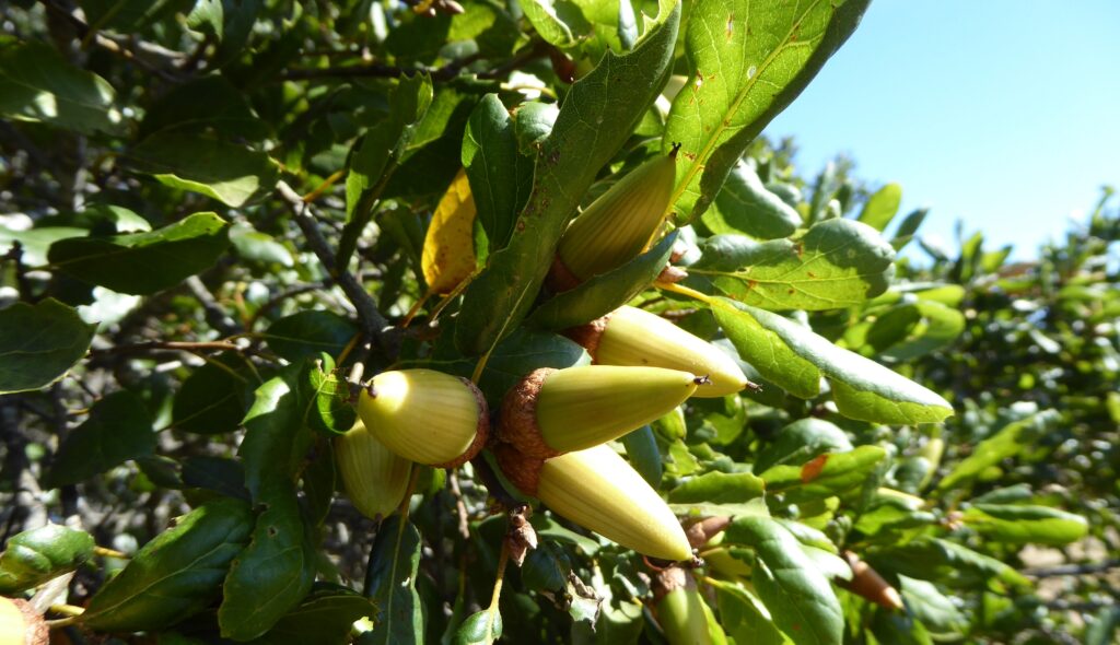 Quercus agrifolia - coast live oak