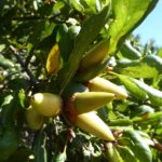 Quercus agrifolia - coast live oak