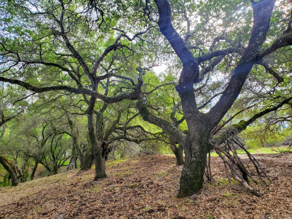 Quercus agrifolia - coast live oak