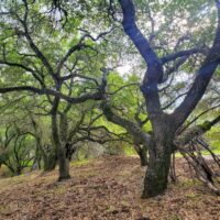 Quercus agrifolia - coast live oak