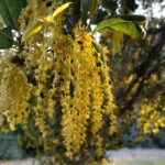 Quercus agrifolia - coast live oak