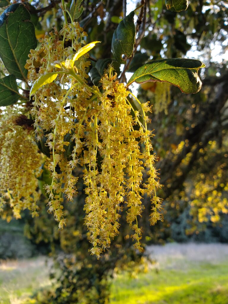 Quercus agrifolia - coast live oak