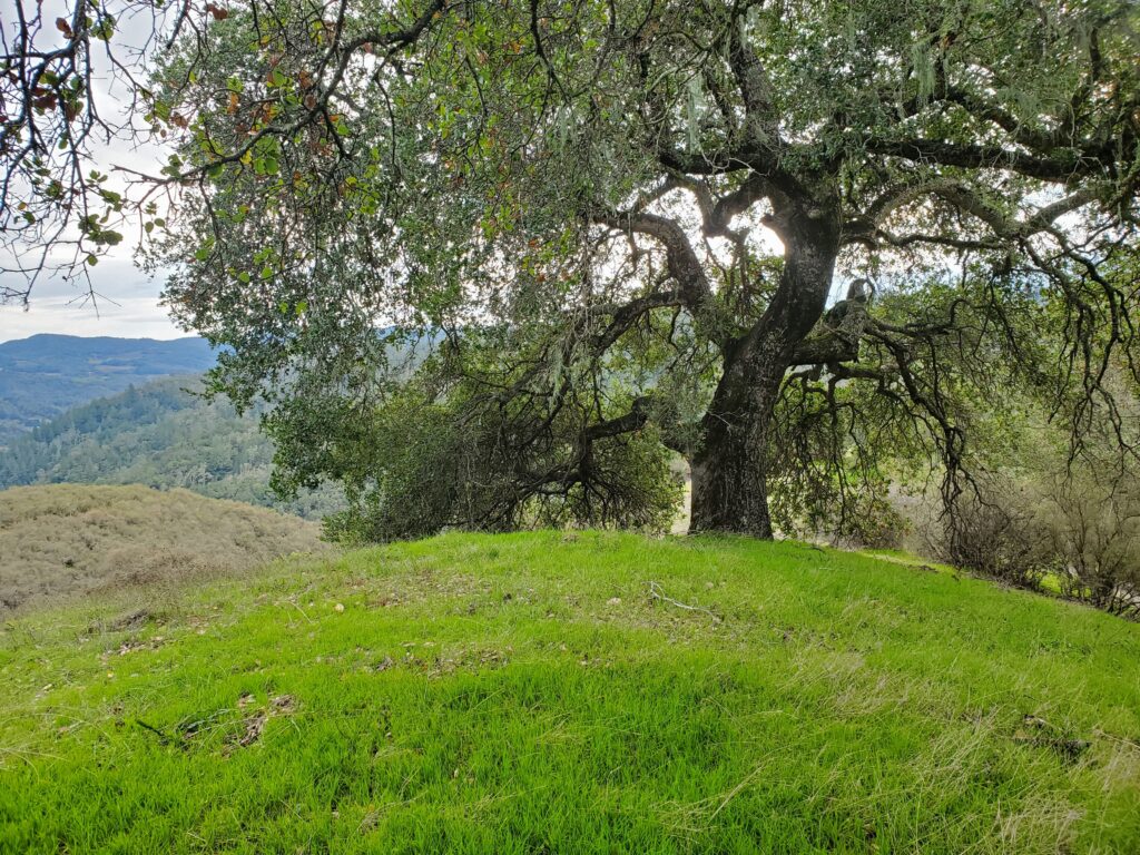 Quercus agrifolia - coast live oak