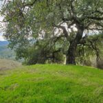 Quercus agrifolia - coast live oak