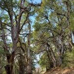 Quercus chrysolepis - canyon live oak