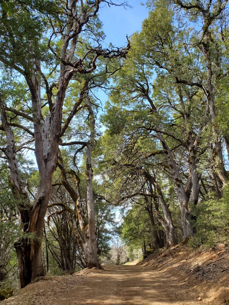 Quercus chrysolepis - canyon live oak