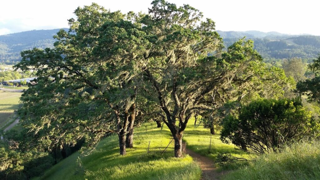 Quercus douglasii - blue oak