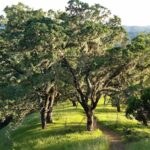 Quercus douglasii - blue oak
