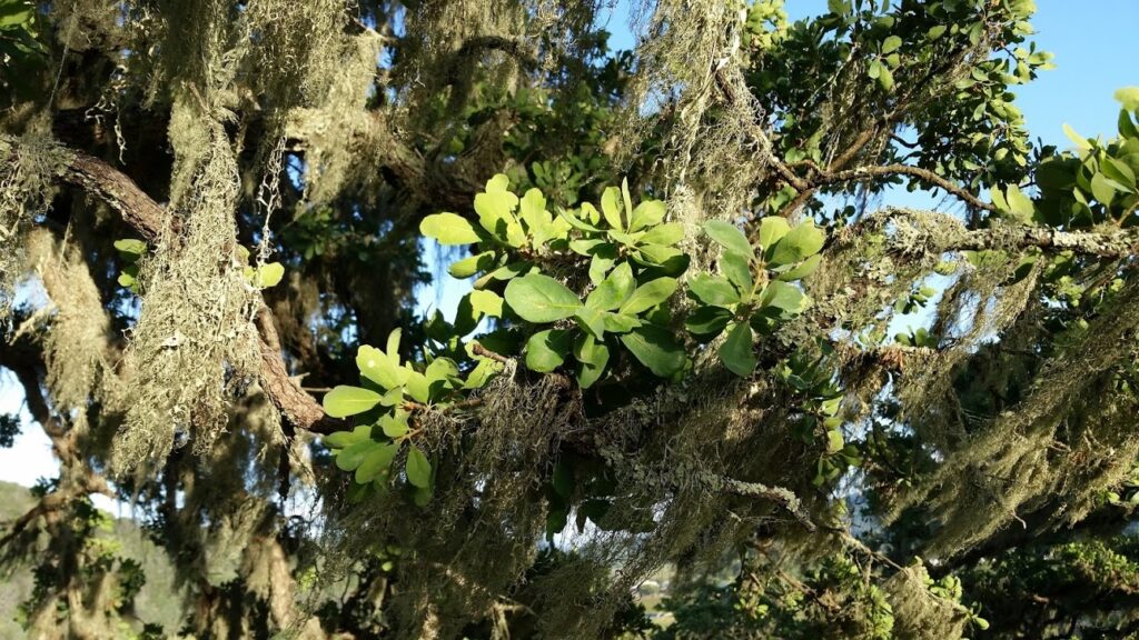 Quercus douglasii - blue oak