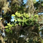 Quercus douglasii - blue oak