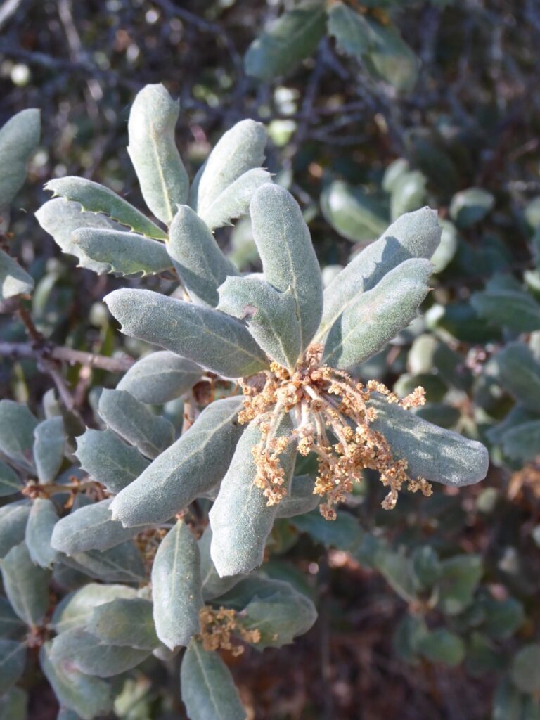 Quercus durata - leather oak