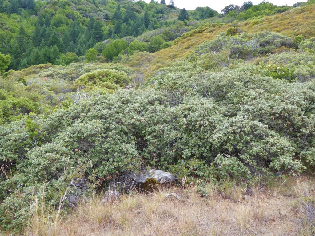Quercus durata - leather oak