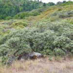 Quercus durata - leather oak