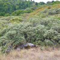 Quercus durata - leather oak