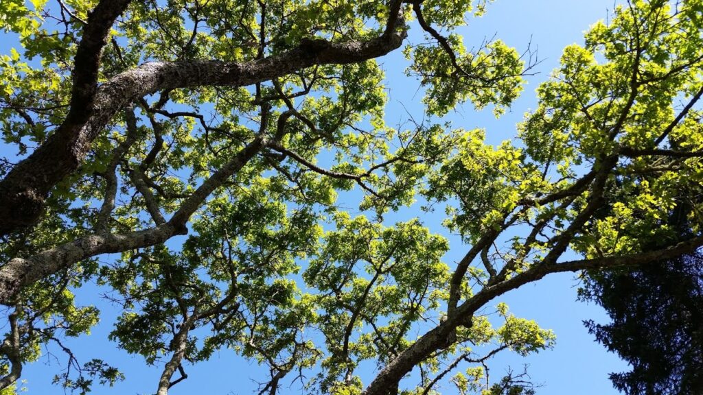 Quercus garryana var. garryana - Garry oak, Oregon white oak