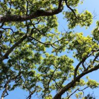 Quercus garryana var. garryana - Garry oak, Oregon white oak