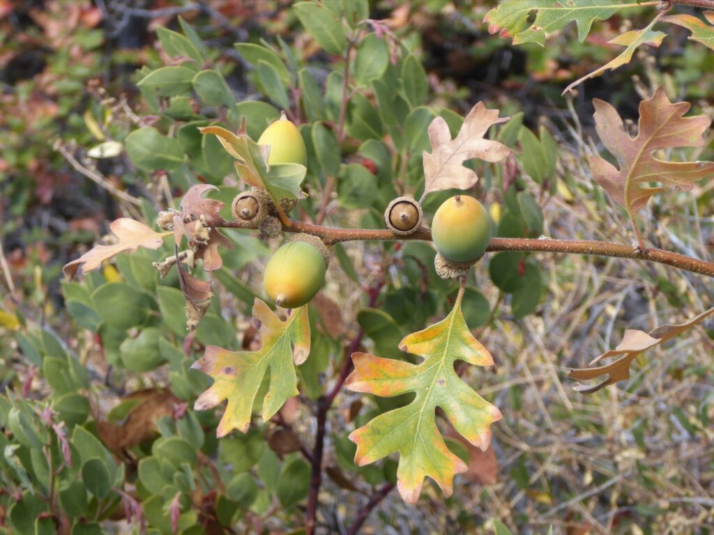 Quercus garryana var. breweri - Brewer's oak