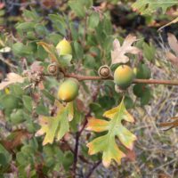 Quercus garryana var. breweri - Brewer's oak