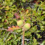 Quercus garryana var. breweri - Brewer's oak