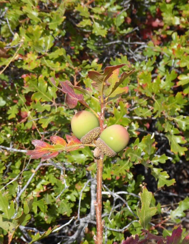Quercus garryana var. breweri - Brewer's oak