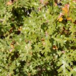 Quercus garryana var. breweri - Brewer's oak