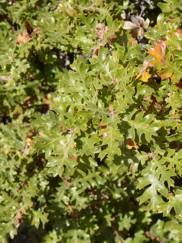 Quercus garryana var. breweri - Brewer's oak
