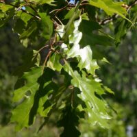 Quercus kelloggii - California black oak