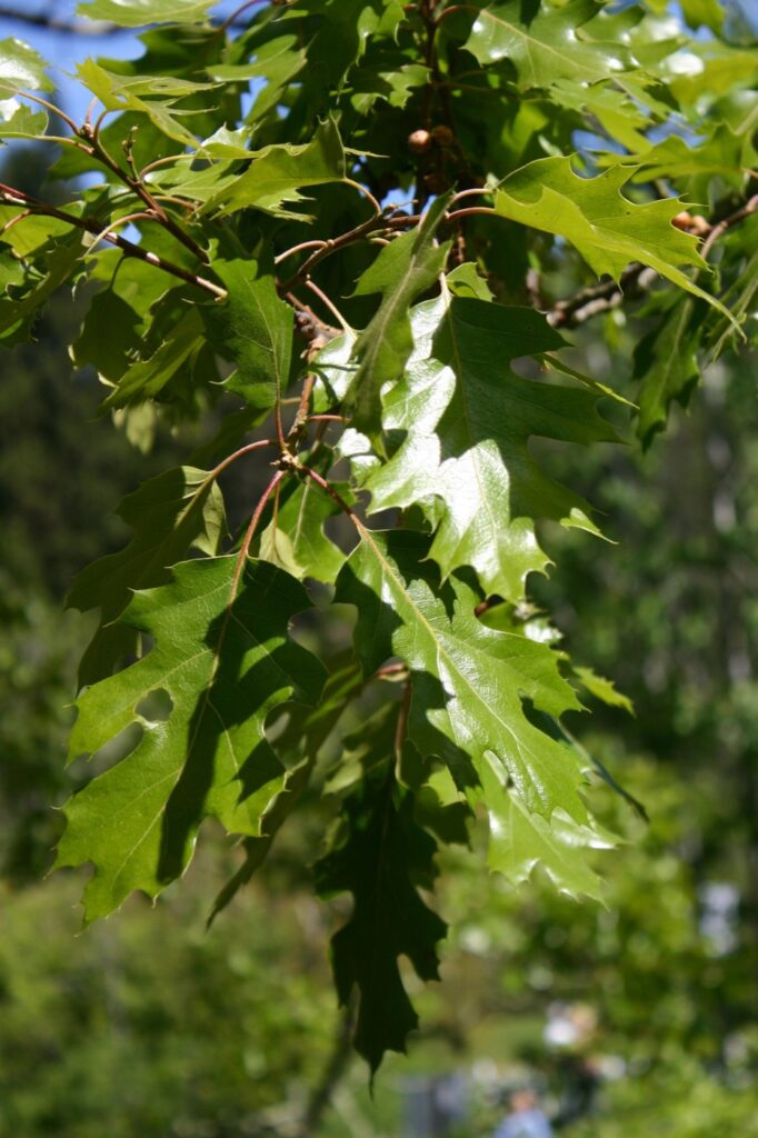 Quercus kelloggii - California black oak