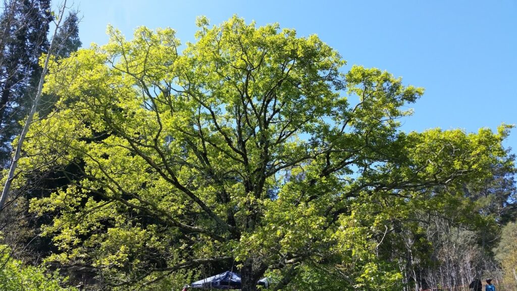 Quercus kelloggii - California black oak