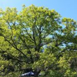 Quercus kelloggii - California black oak