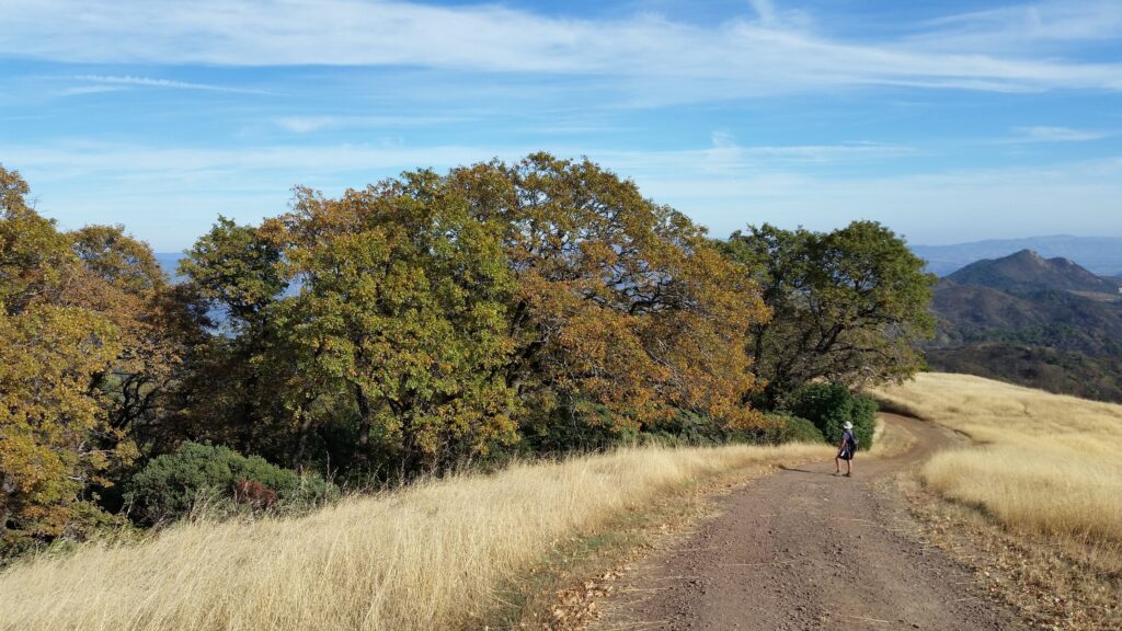 Quercus kelloggii - California black oak