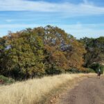Quercus kelloggii - California black oak