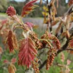 Quercus kelloggii - California black oak